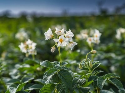 Batata - Crédito: Shutterstock