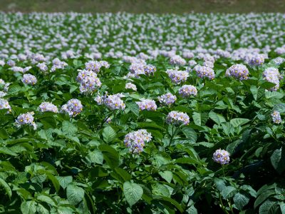 Batata - Foto: Shutterstock