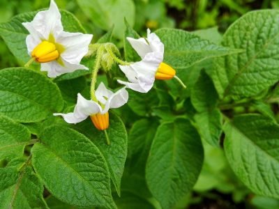 Batata - Foto: Shutterstock