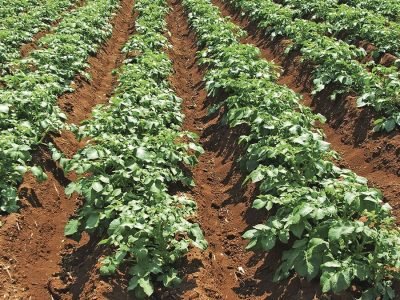 Batata - Crédito: Ana Maria Diniz