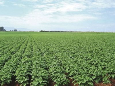 Batata - Fotos: Gustavo Cavalheiro