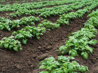 Batata - Crédito:  Shutterstock