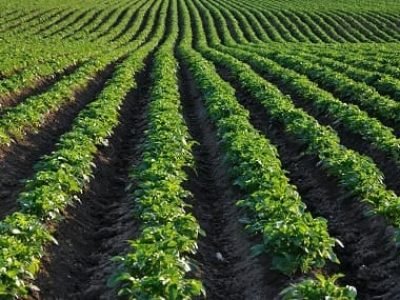 Batata exige doses ideais de fósforo - Crédito Shutterstock