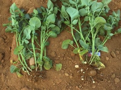 Batata2_Alltech Crop Science