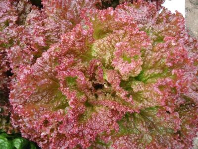 Batávia Joaquina - Créditos Isla