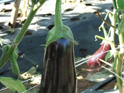 Berinjela-09-Crédito-Ana-Maria-Diniz