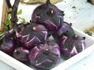 Berinjela Niobe - Crédito Divulgação ISla