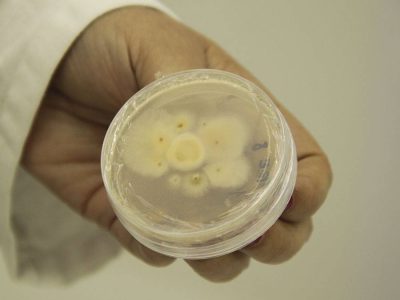 Produtos biológicos - Crédito: Luize Hess