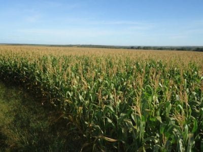 Biomin Prediction Tool Milho - Foto: EMBRAPA Clenio Araujo