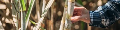 Close Up of hand Farmers are inspecting the quality of sugarcane in farm, monitoring agricultural produce.