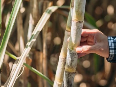 Close Up of hand Farmers are inspecting the quality of sugarcane in farm, monitoring agricultural produce.