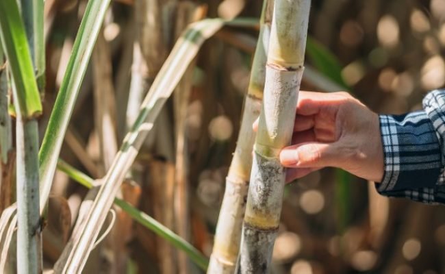 Close Up of hand Farmers are inspecting the quality of sugarcane in farm, monitoring agricultural produce.