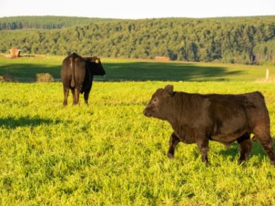 Bovinos-Credito-Eduardo-Marcanth-Rosso-Divulgacao-Telefone