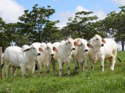 Brahman-exportação-1