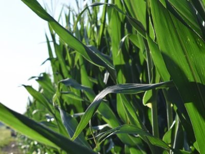 Brandt-Adubacao-nitrogenada-aumenta-qualidade-dos-graos-de-milho-1