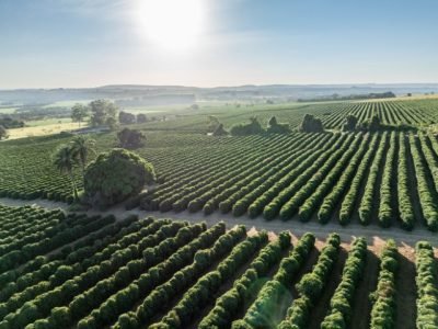 Marcelo Coelho
Brasis Cefás de orgigel - foto por Marcelo Coelho - 3. CARMO