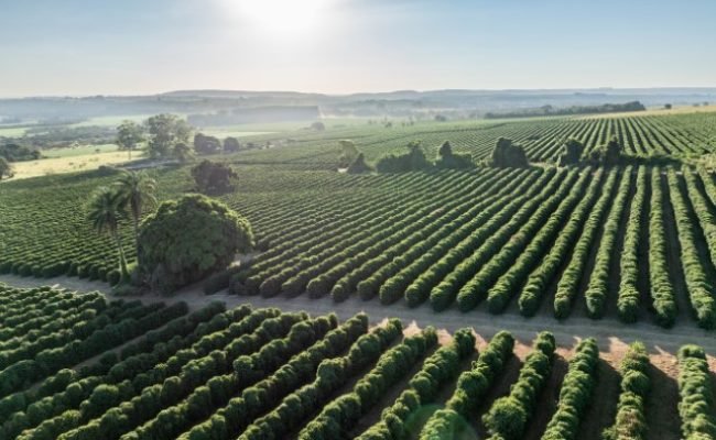 Marcelo Coelho
Brasis Cefás de orgigel - foto por Marcelo Coelho - 3. CARMO