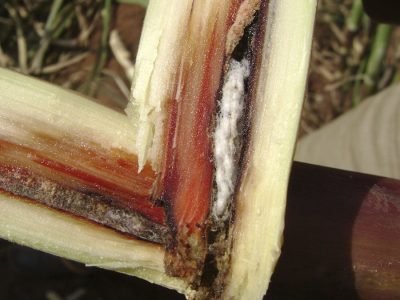 Broca-da-cana - Crédito: Entomol