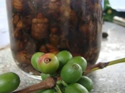 Broca só ataca fruto do cafeeiro - Crédito Erasmo Pereira - ascom Epamig