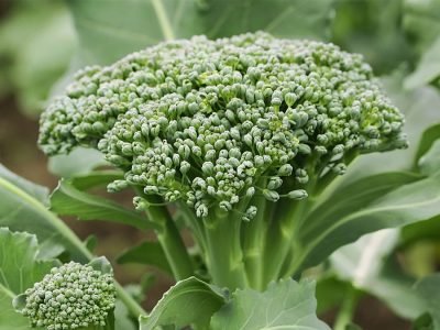 Brócolis - Crédito: Shutterstock