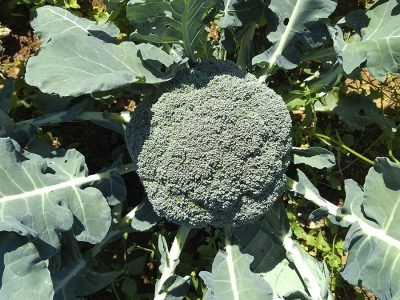 Brócolis Master, da TSV Sementes Agristar do Brasil