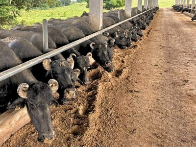 Ordenha de búfalas em fazenda do Recôncavo Baiano durante ampliação da produção