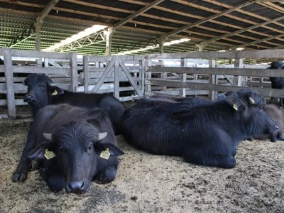 Foto: Nestor Tipa Júnior/AgroEffective