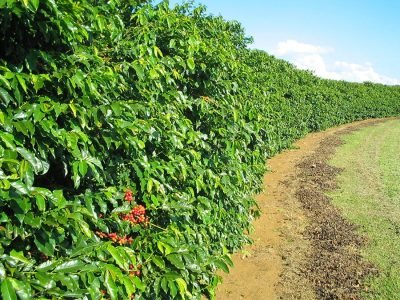 Café - Crédito: Daniel Vieira