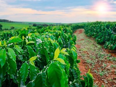 Café - Foto: Shutterstock