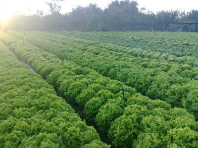 Alface - Fotos: Agristar do Brasil