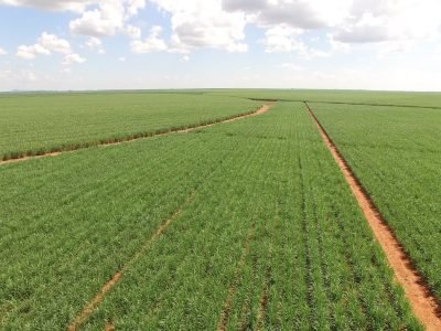 Plantação de Cana-de-açúcar - Crédito Netafim