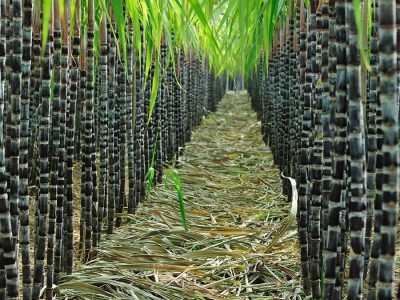 Cana - Créditos: shurtterstock