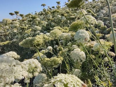 Flores de cenoura -  Fotos: Canal do Horticultor