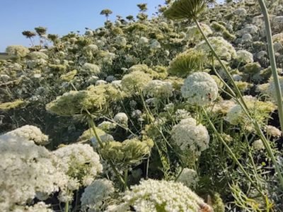 Flores de cenoura -  Fotos: Canal do Horticultor