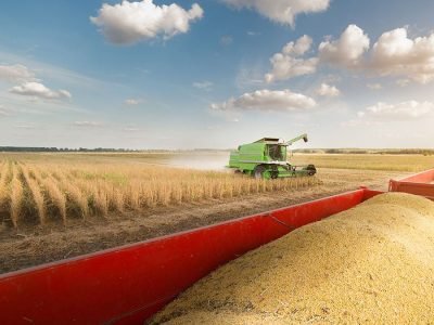 Soja - Créditos: shurtterstock