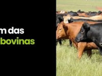 CAPA VÍDEOS SITE