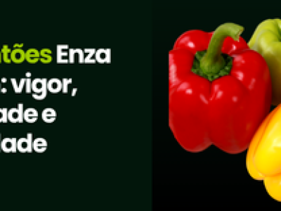 CAPA VÍDEOS SITE (3)