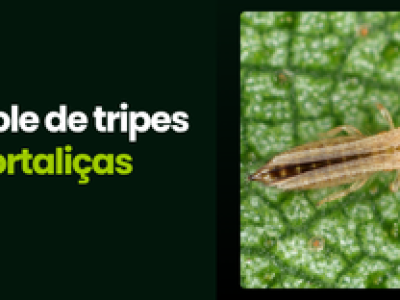 CAPA VÍDEOS SITE (4)