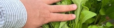 Rúcula Catharina, da Topseed Sementes
Agristar do Brasil