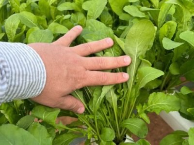 Rúcula Catharina, da Topseed Sementes
Agristar do Brasil