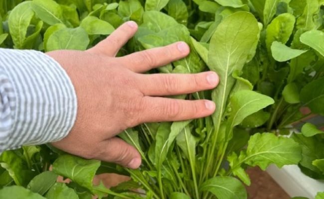 Rúcula Catharina, da Topseed Sementes
Agristar do Brasil