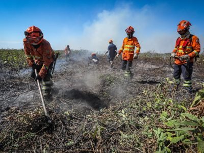 ForestFire 2025