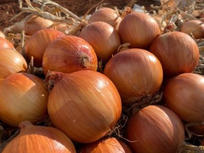 CEBOLA-CATTENA-TP--4- (Pequeno)