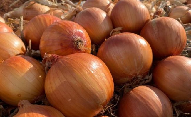 CEBOLA-CATTENA-TP--4- (Pequeno)