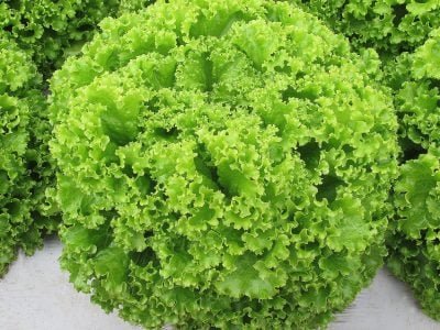 Alface crespa Celina, da Topseed Premium -  Divulgação Agristar