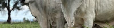 CFM-promove-leilao-virtual-com-a-oferta-de-300-touros-Nelore-da-melhor-safra-ja-produzida-credito-divulgacao (Pequeno)