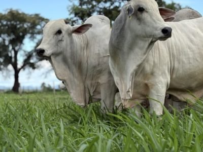 CFM-promove-leilao-virtual-com-a-oferta-de-300-touros-Nelore-da-melhor-safra-ja-produzida-credito-divulgacao (Pequeno)