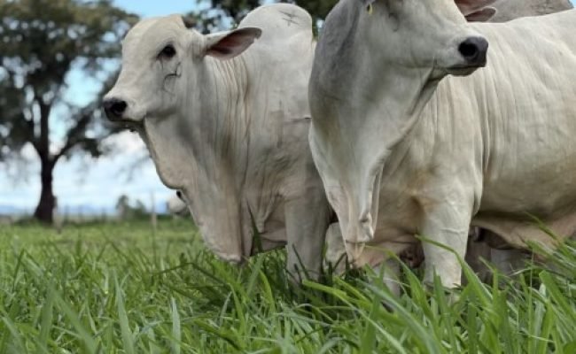 CFM-promove-leilao-virtual-com-a-oferta-de-300-touros-Nelore-da-melhor-safra-ja-produzida-credito-divulgacao (Pequeno)