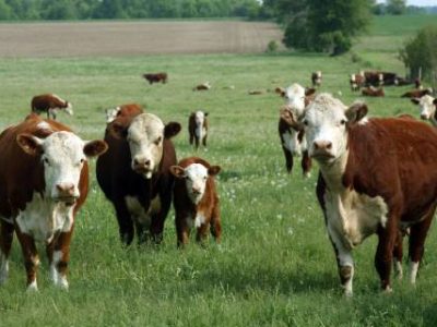 CHAMPION-Pecuaristas-gauchos-tem-nova-solucao-para-combater-os-carrapatos (1) (Telefone)