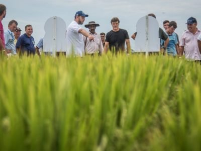 COLHEITA-DO-ARROZ-2017_-5185-1024x683
